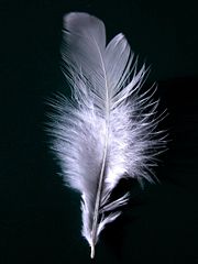 La pluma da para vivir.